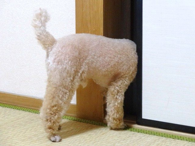 イメージ 9