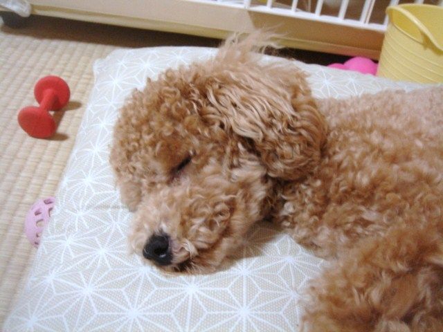 イメージ 5