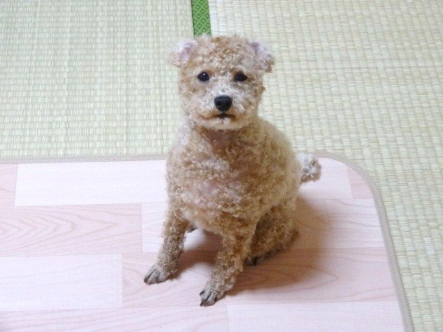 イメージ 12