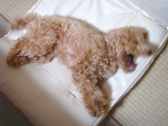 イメージ 12