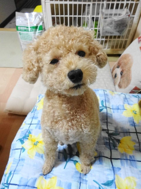 イメージ 6