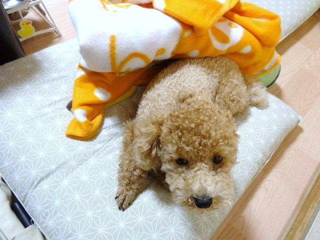 イメージ 4