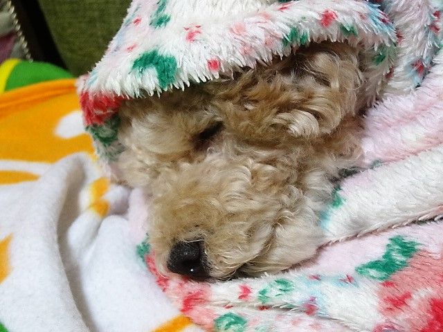 イメージ 5