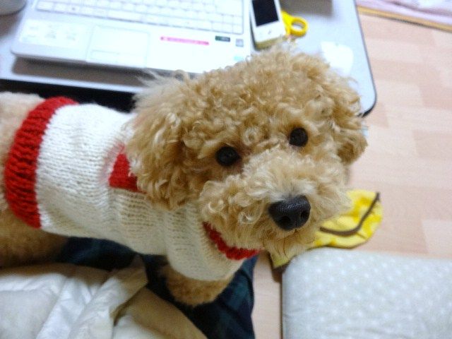 イメージ 7