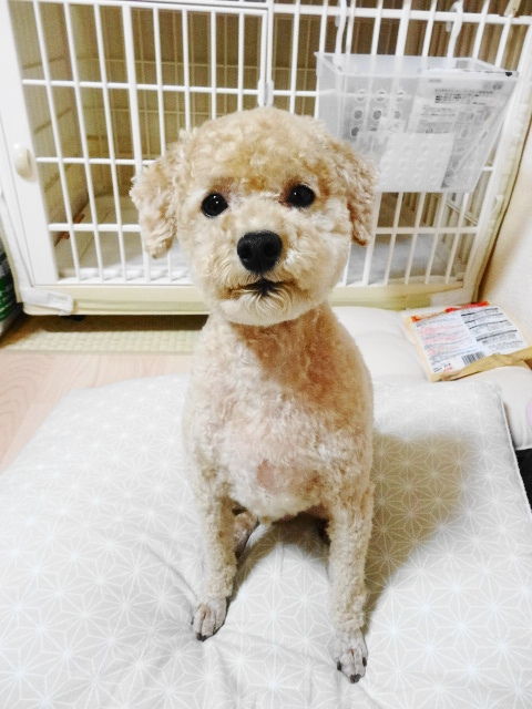 イメージ 8