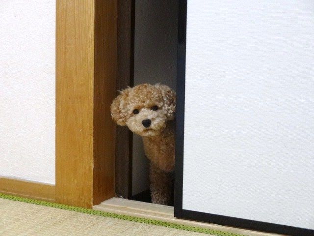 イメージ 8