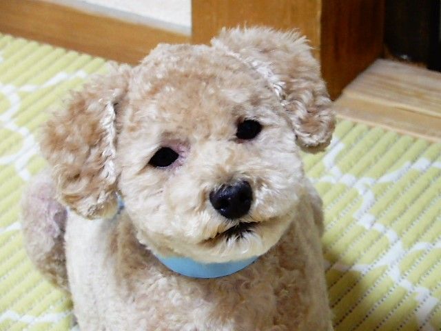 イメージ 4