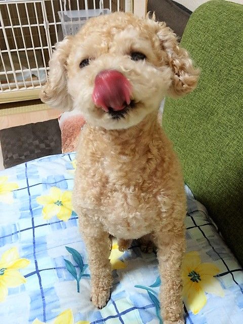 イメージ 8