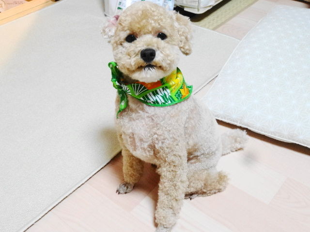 イメージ 5