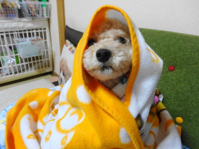 イメージ 5