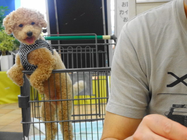 イメージ 5