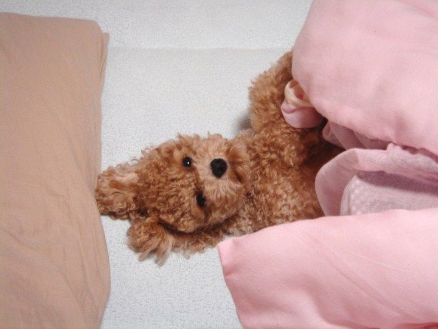 イメージ 7