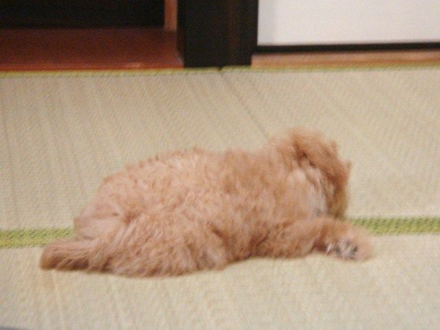 イメージ 4