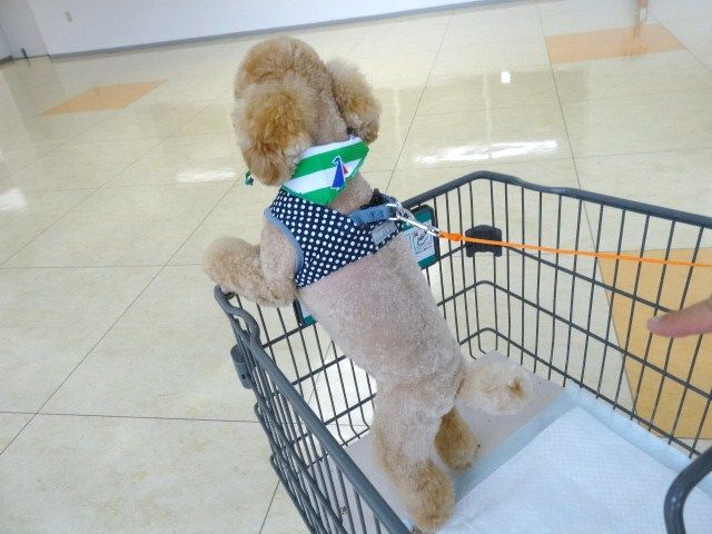 イメージ 9