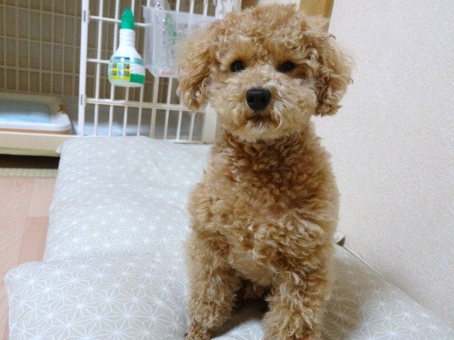 イメージ 10