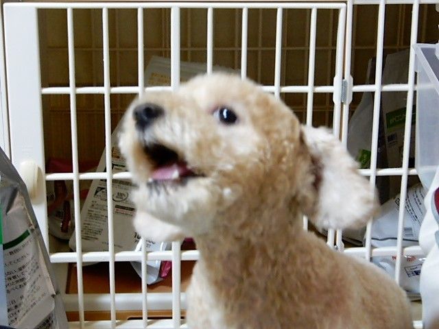 イメージ 7