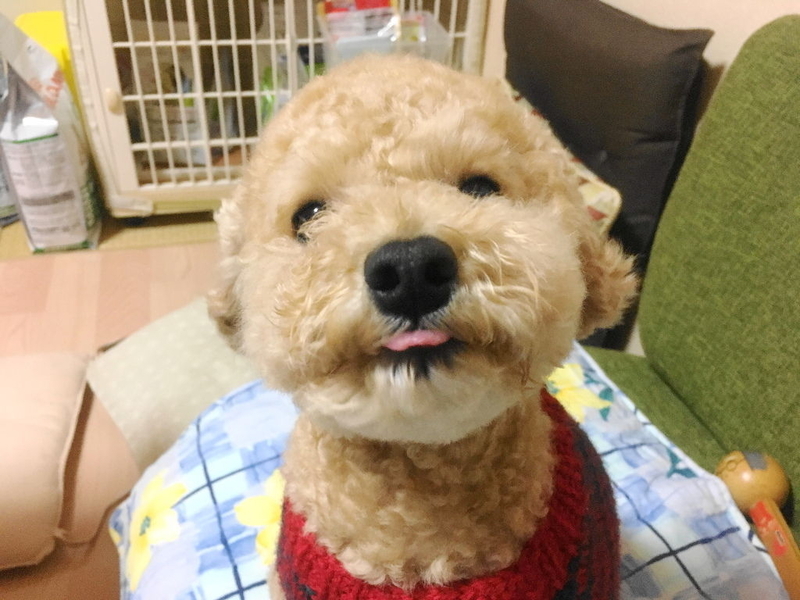 イメージ 12