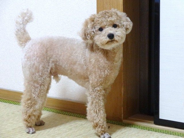 イメージ 10