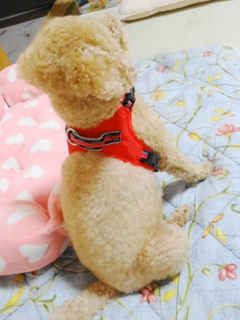 イメージ 5