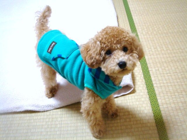 イメージ 9