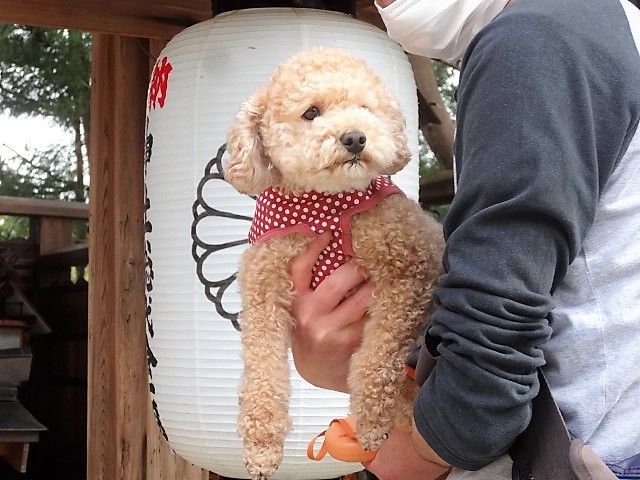 イメージ 6