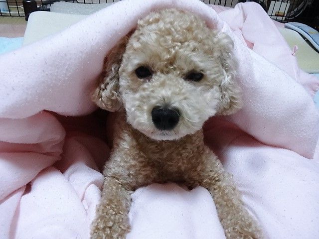イメージ 8