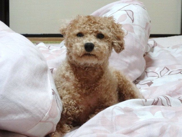 イメージ 6