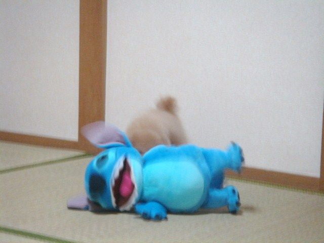 イメージ 12
