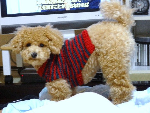 イメージ 5