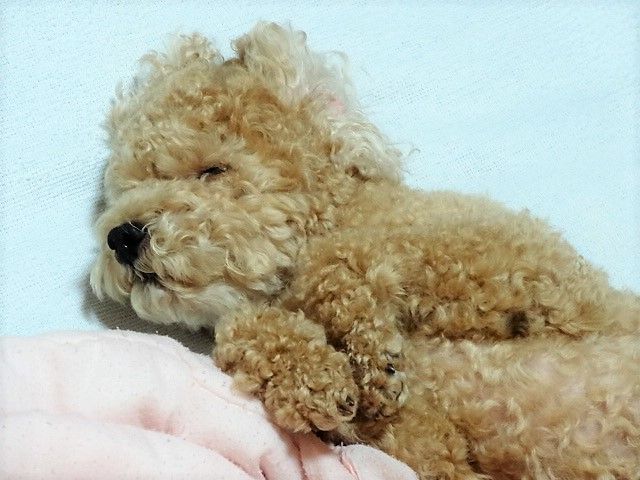 イメージ 10
