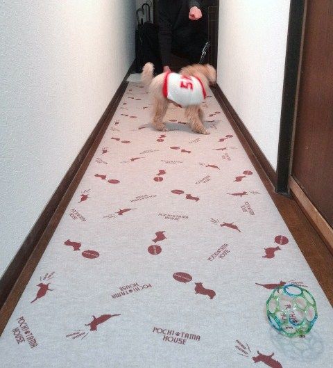 イメージ 12