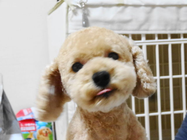 イメージ 10