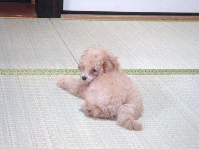 イメージ 9