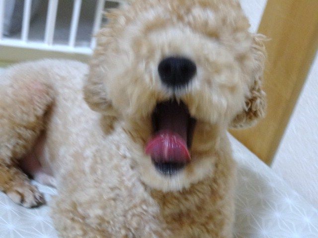 イメージ 9