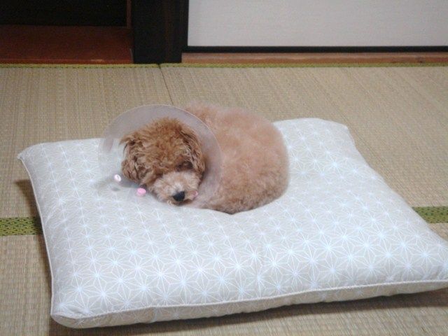 イメージ 5