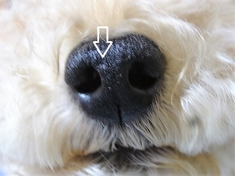 DSC04646