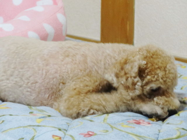 イメージ 6