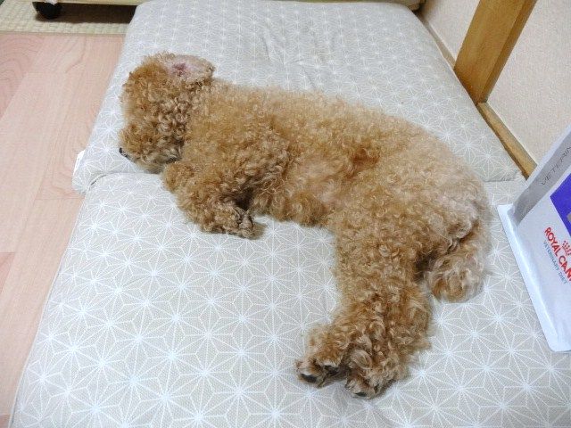 イメージ 8