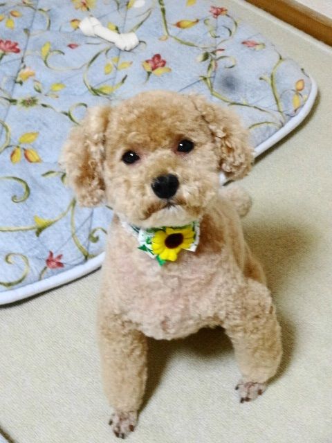 イメージ 7