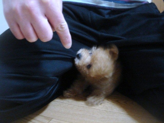 イメージ 7