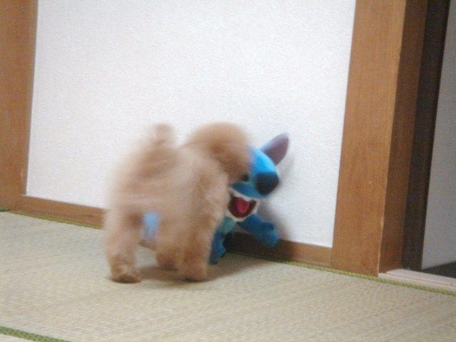 イメージ 13