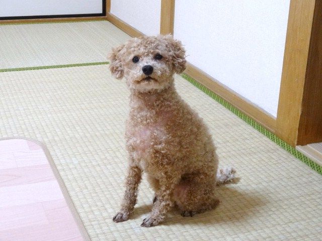 イメージ 11