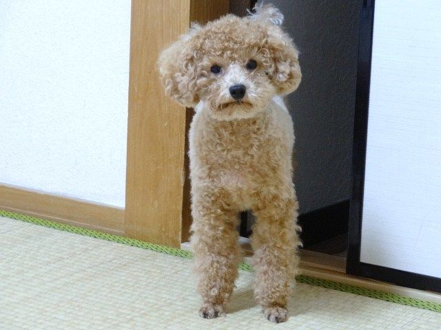 イメージ 4