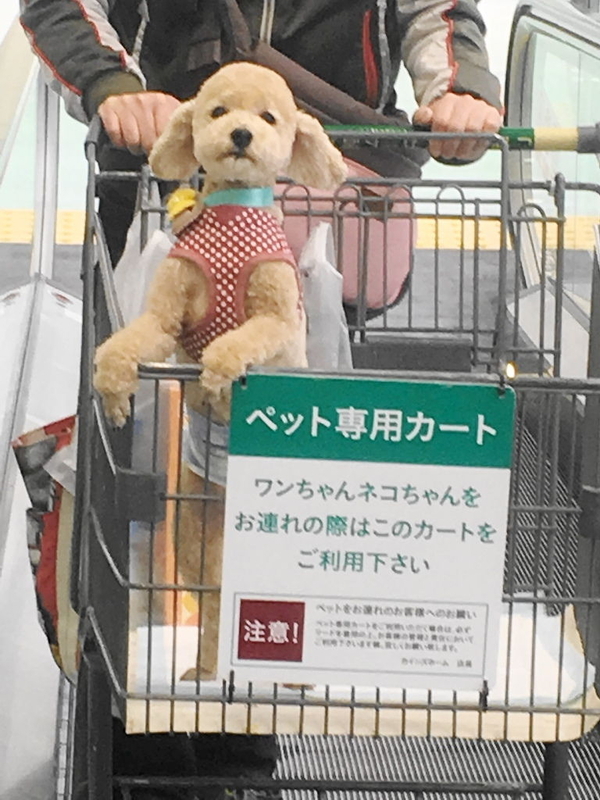 イメージ 4