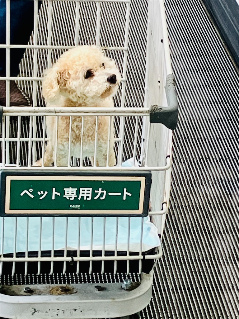 f:id:duckcar:20250518133612j:image