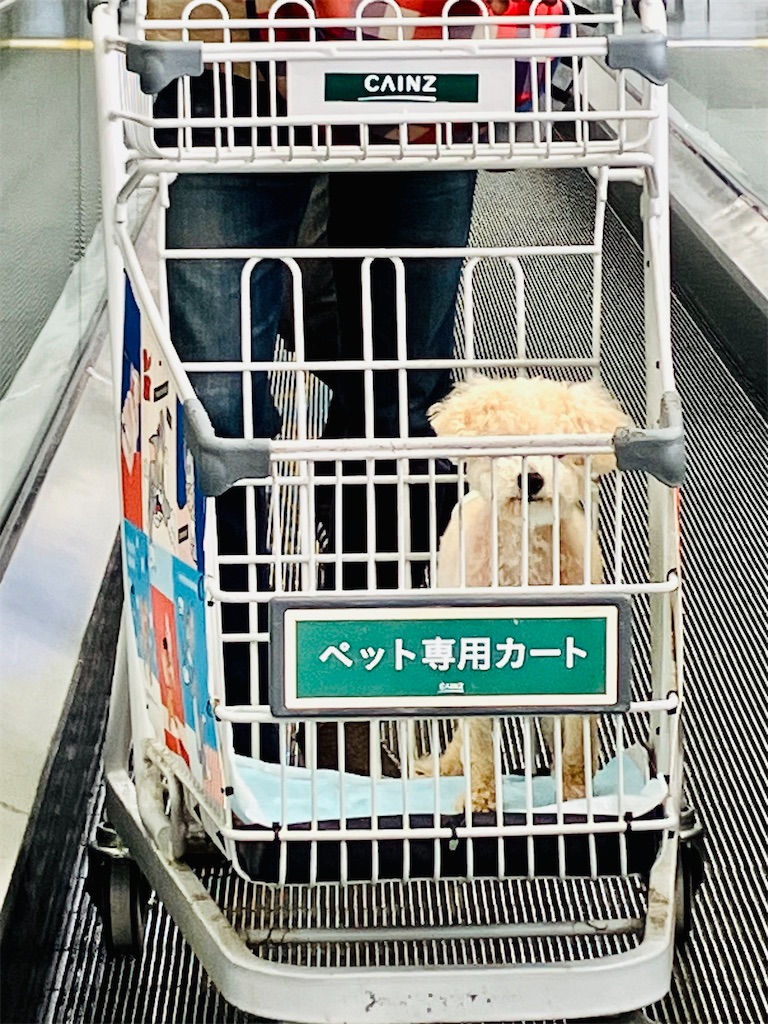f:id:duckcar:20250518133615j:image