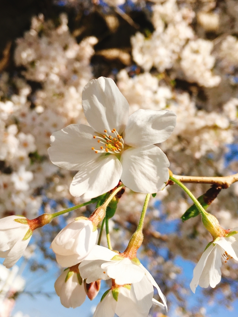 f:id:duckrin0719:20180330194844j:plain f:id:duckrin0719:20180330194844j:plain