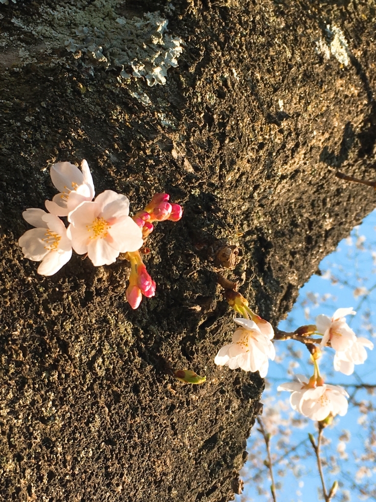 f:id:duckrin0719:20180330195125j:plain f:id:duckrin0719:20180330195125j:plain