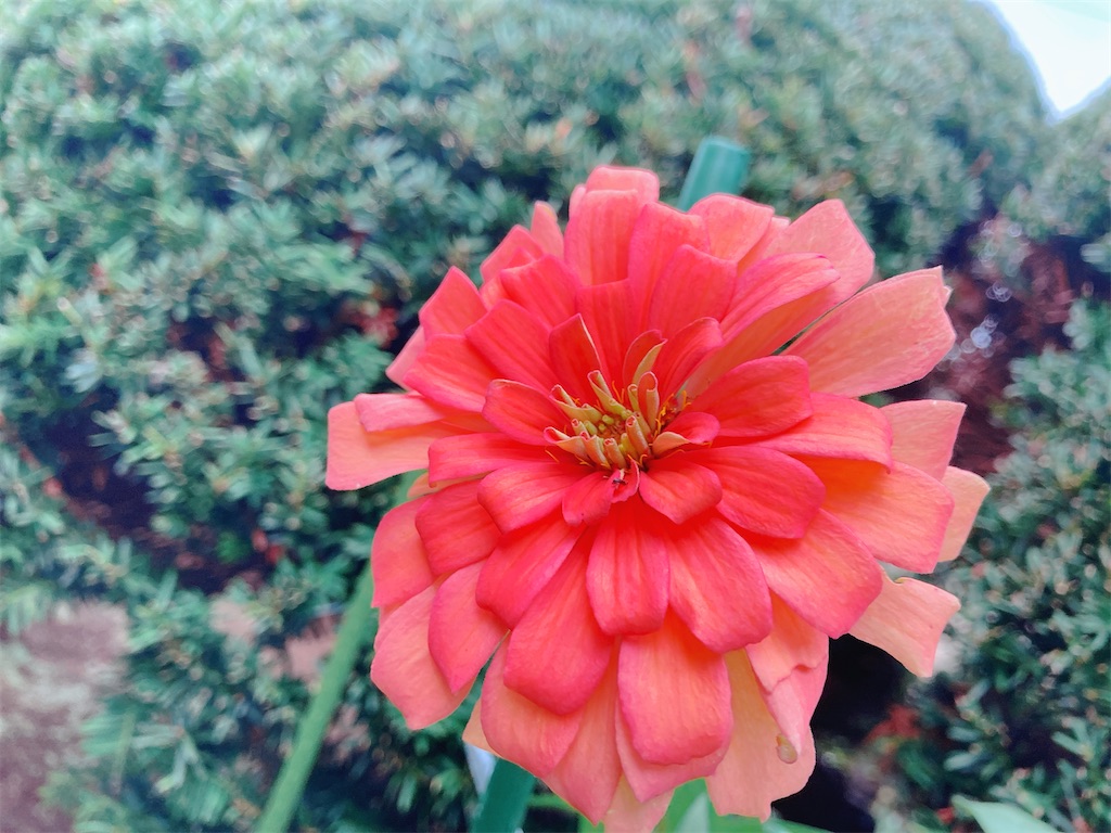 f:id:duckrin0719:20200908204447j:image f:id:duckrin0719:20200908204447j:image