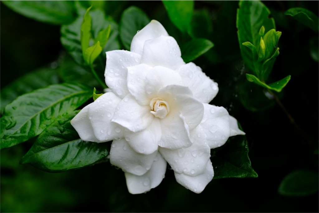f:id:duckrin0719:20200928221355j:image f:id:duckrin0719:20200928221355j:image